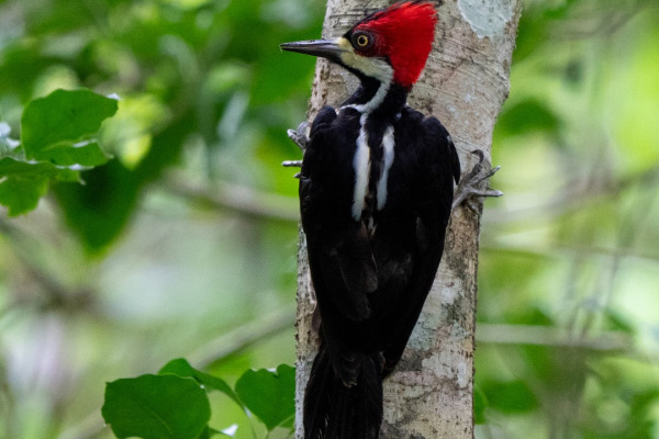 Crimson-crested Woodpecker