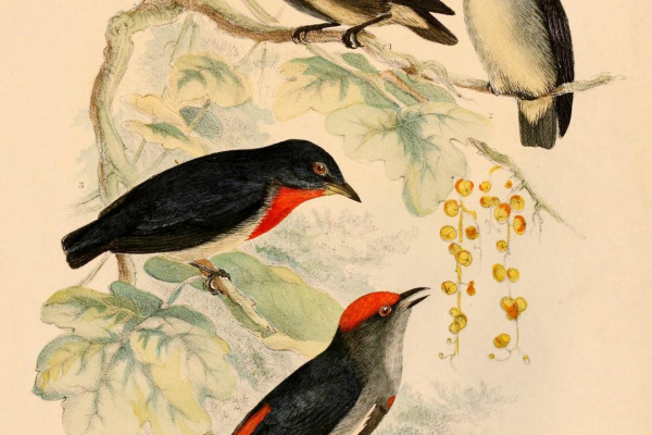 Crimson-crowned Flowerpecker