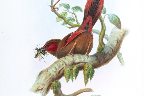 Crimson-faced Liocichla