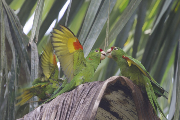 Crimson-fronted Parakeet