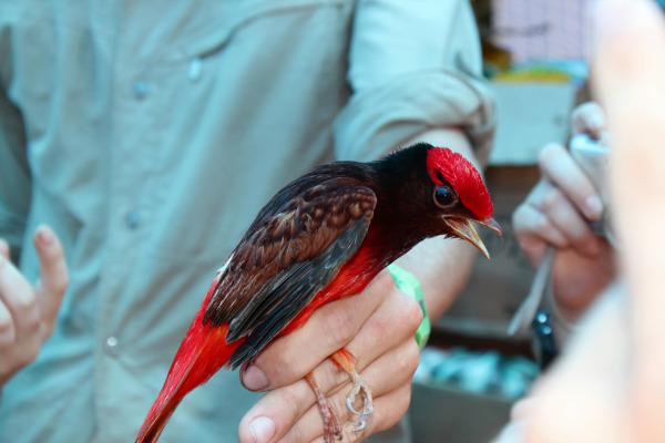 Crimson Fruitcrow