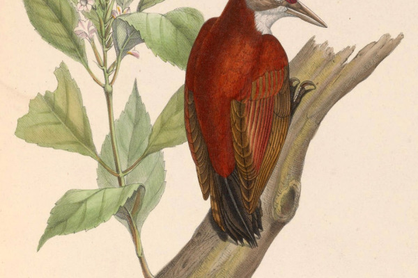 Crimson-mantled Woodpecker