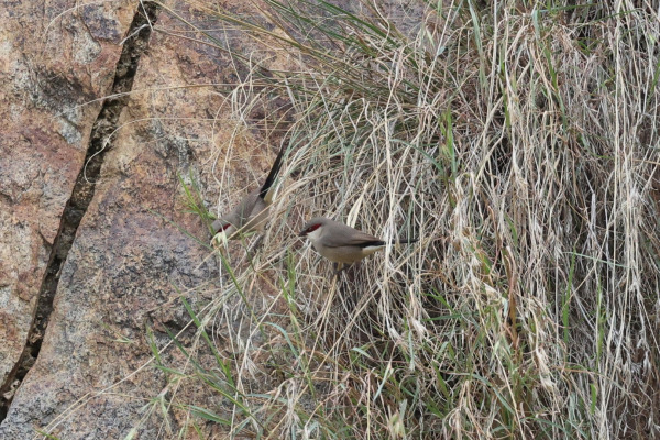 Crimson-rumped Waxbill