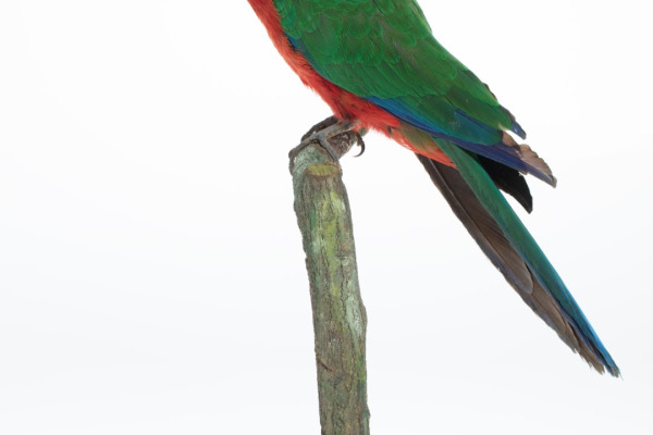 Crimson Shining Parrot
