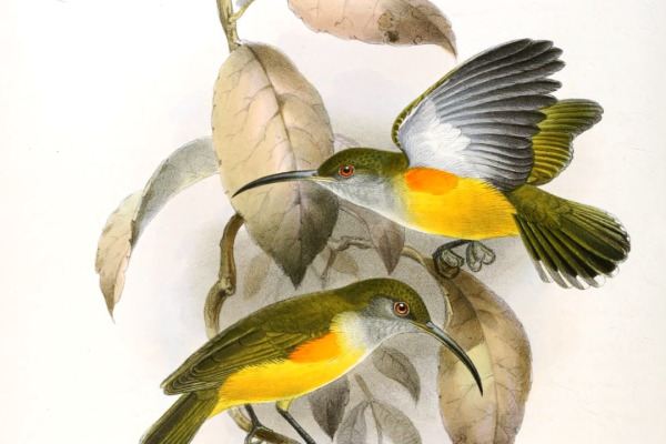 Crimson Sunbird