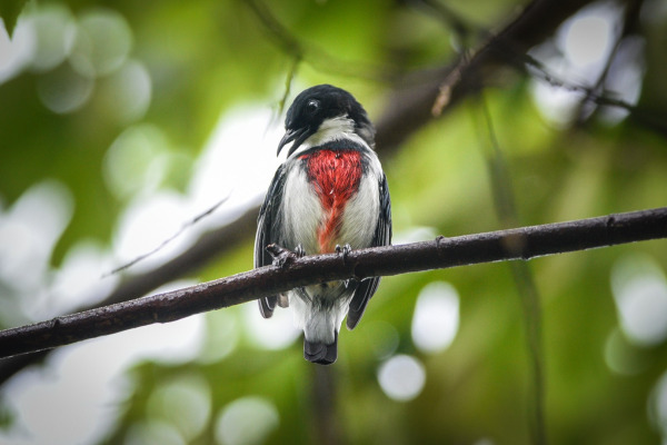 Crimson Sunbird