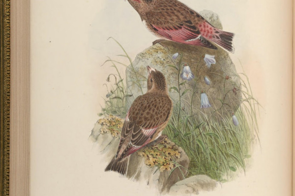 Crimson-winged Finch
