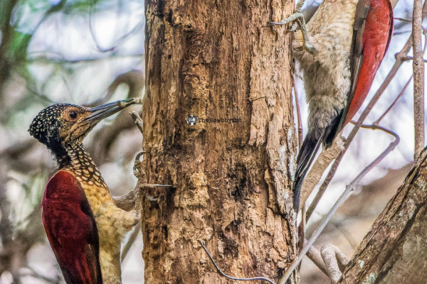 Crimson-winged Woodpecker