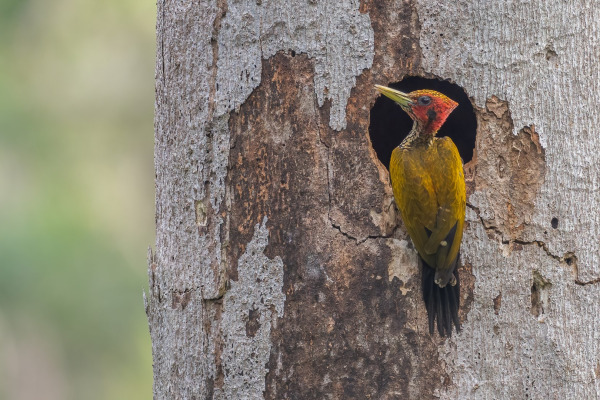 Crimson-winged Woodpecker