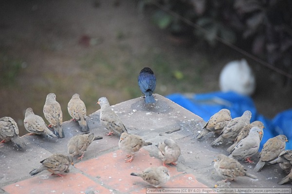 Croaking Ground Dove