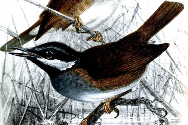 Crossley's Ground Roller