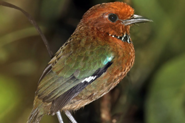Crossley's Ground Roller
