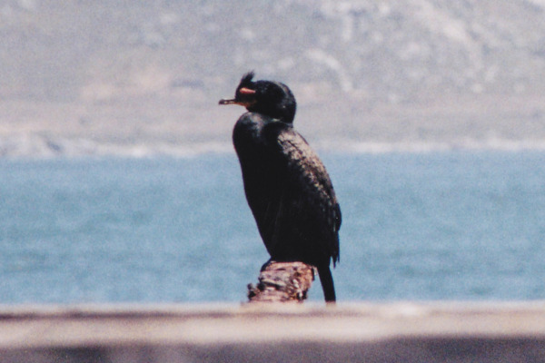 Crowned Cormorant