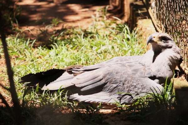 Crowned Eagle