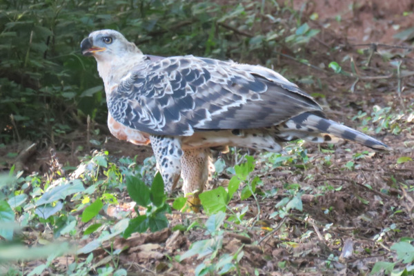 Crowned Eagle