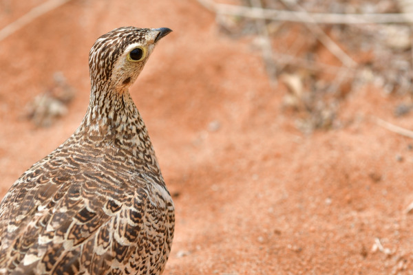 Crowned Sandgrouse