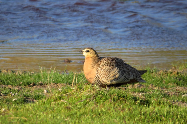 Crowned Sandgrouse