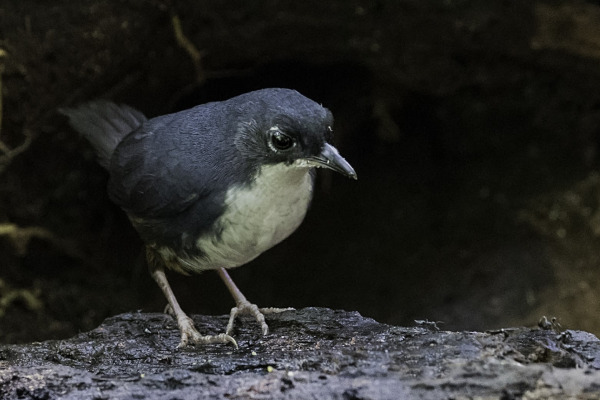 Cryptic Antthrush