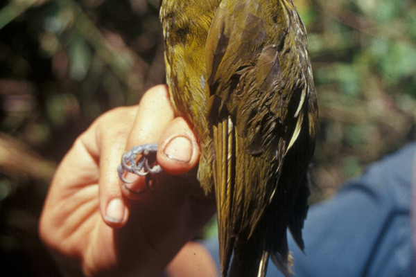 Cryptic Crested Snowbird