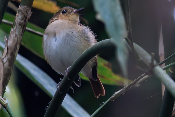 Cryptic Flycatcher