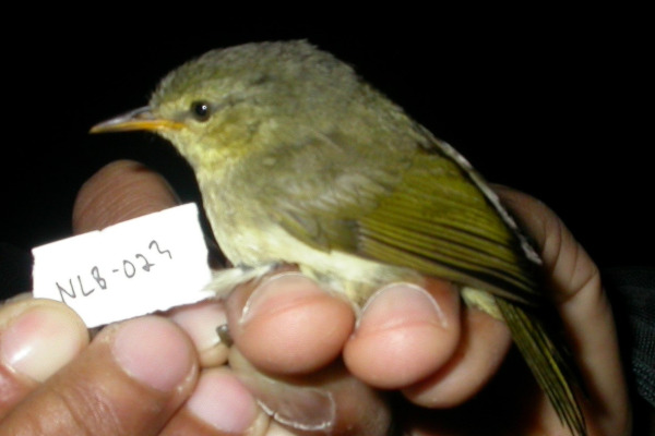 Cryptic Warbler