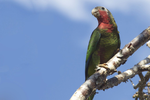 Cuban Amazon