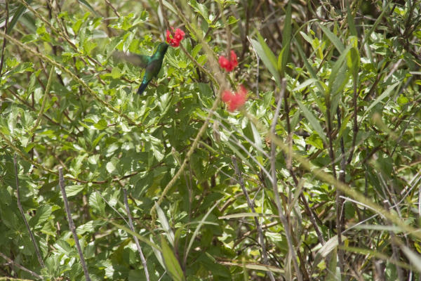 Cuban Emerald