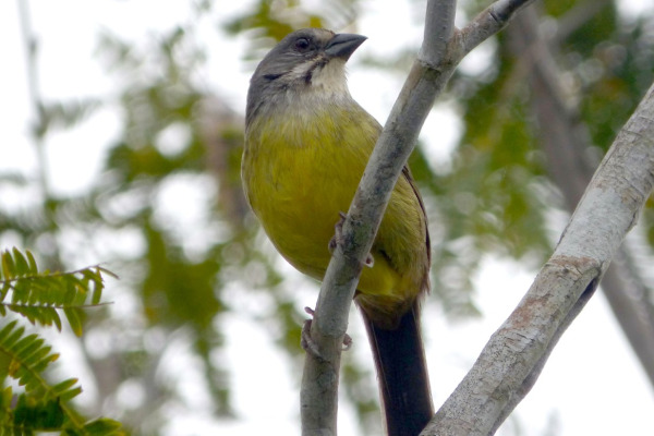 Cuban Nightingale