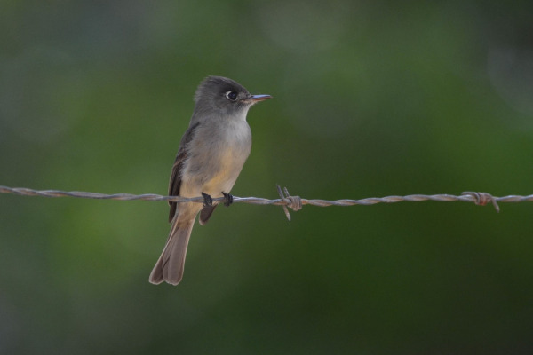 Cuban Pewee
