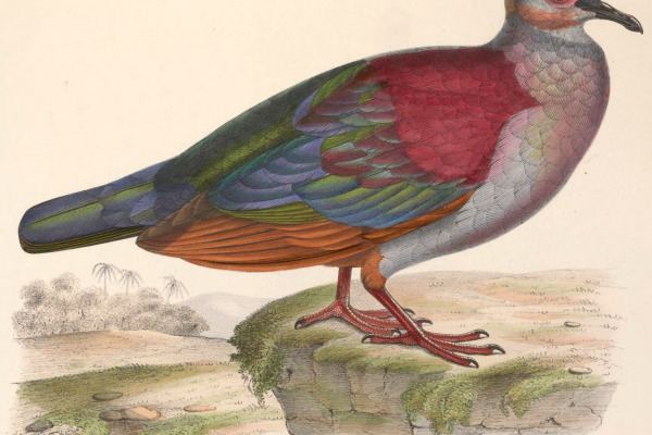 Cuban Quail-Dove