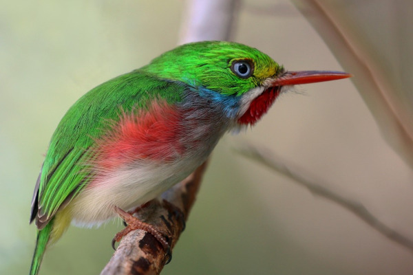 Cuban Tody
