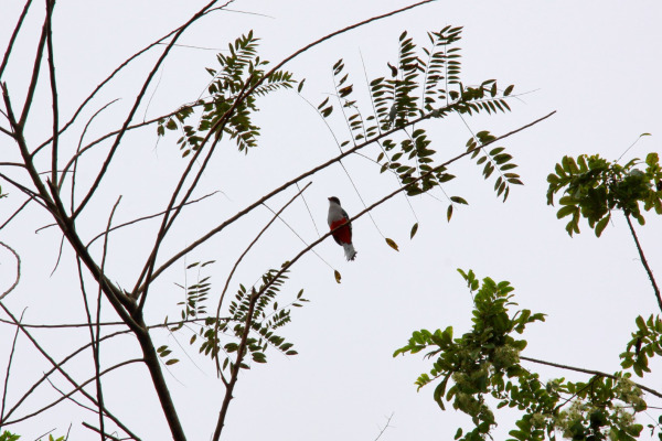 Cuban Trogon