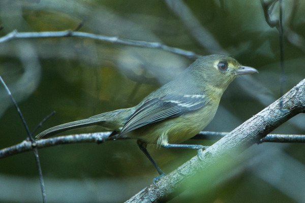 Cuban Vireo