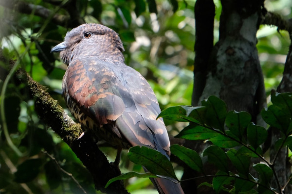 Cuckoo Roller