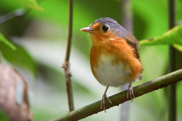 Cumaná Antpitta