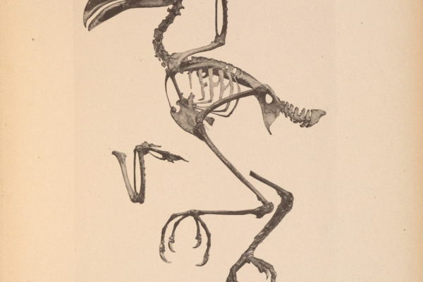 Cuming's Swift