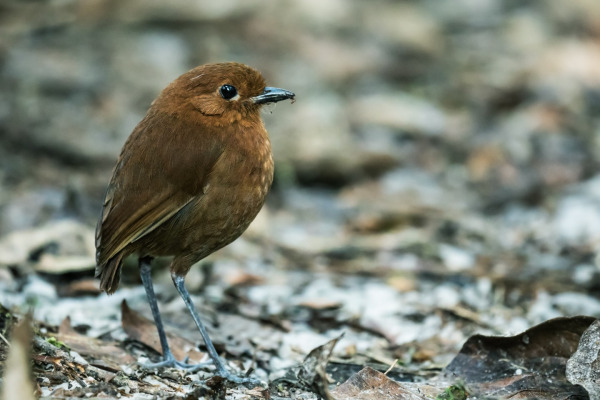 Cundinamarca Antpitta