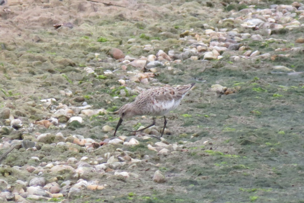 Curlew Sandpiper