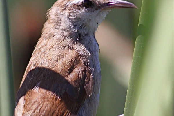 Curve-billed reedhaunter