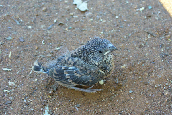 Cut-throat Finch