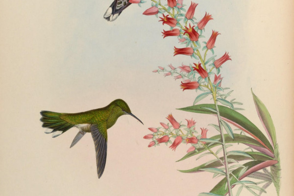 Cuvier's Blackbird