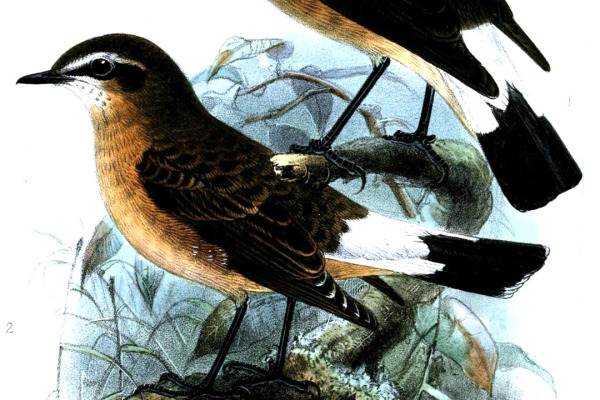 Cyprian Wheatear