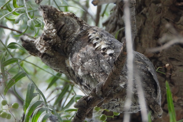 Cyprus Scops Owl