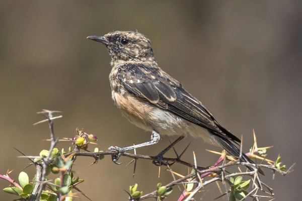 Cyprus Wheatear