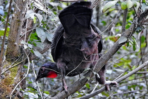 Dabbene's Woodpecker