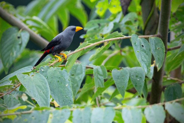 Dagger-billed Hummingbird