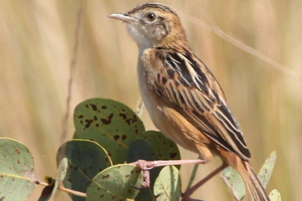Dambo Cisticola