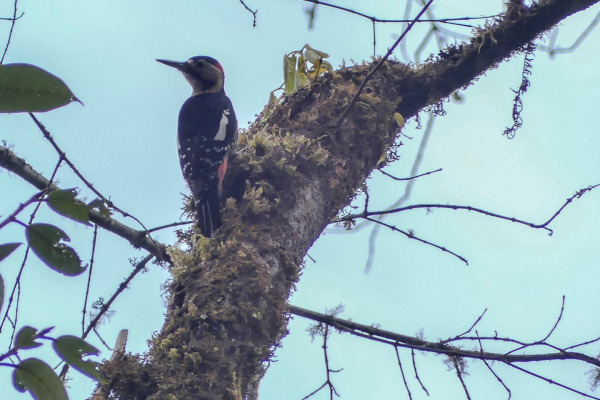 Darjeeling Woodpecker