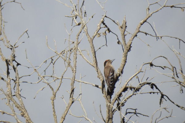 Darjeeling Woodpecker