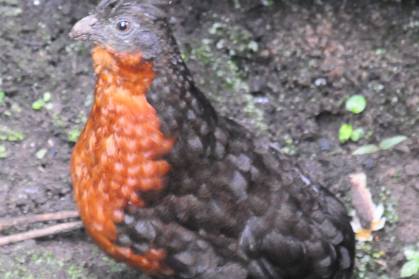 Dark-backed Wood-Quail